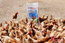 Reid Eggs 4 Sure - 20Kg