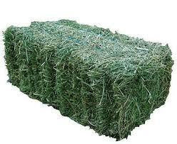 Lucerne Small Square Hay
