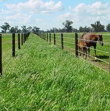 Stock & Noble Border Line 4mm